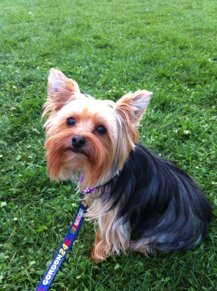 Бивереркширский терьер