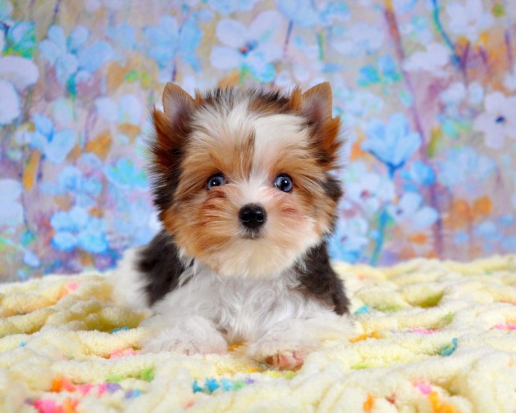 Блуберри Йорк Бивер