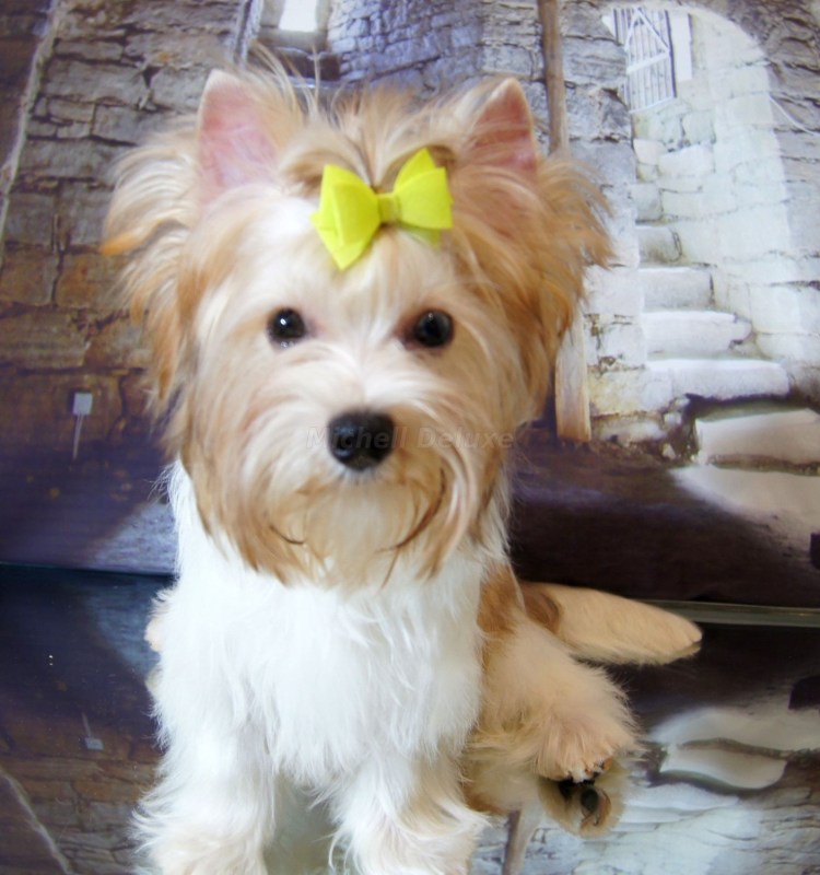 Щенки голдаст Йорка