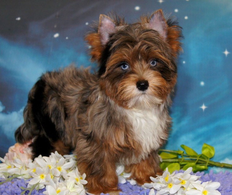 Блю Мерле Йоркширский