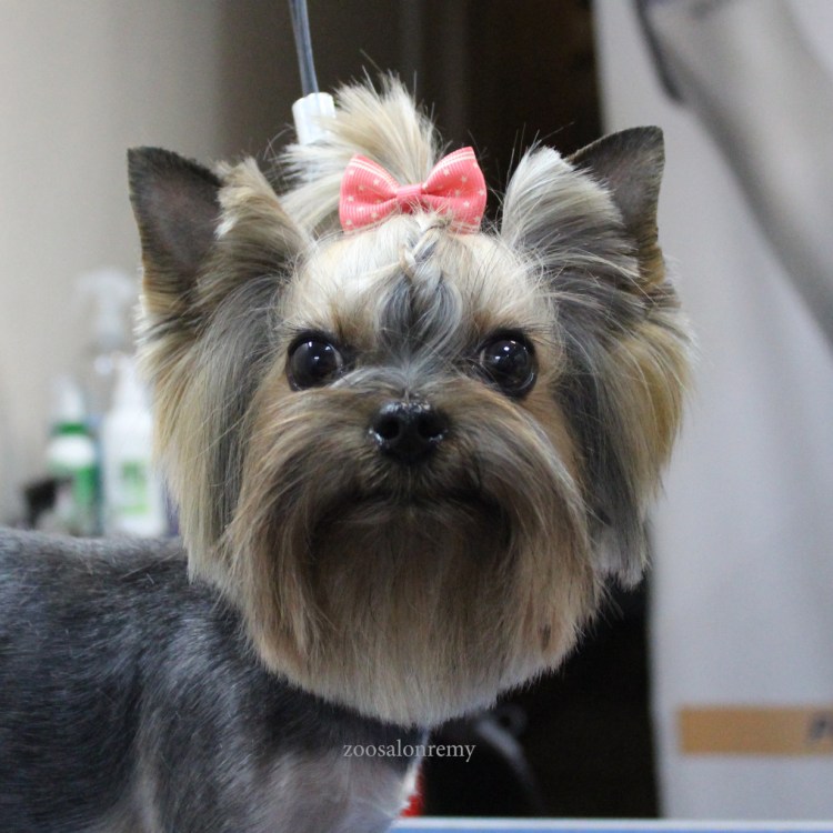 Толстый Йоркширский терьер