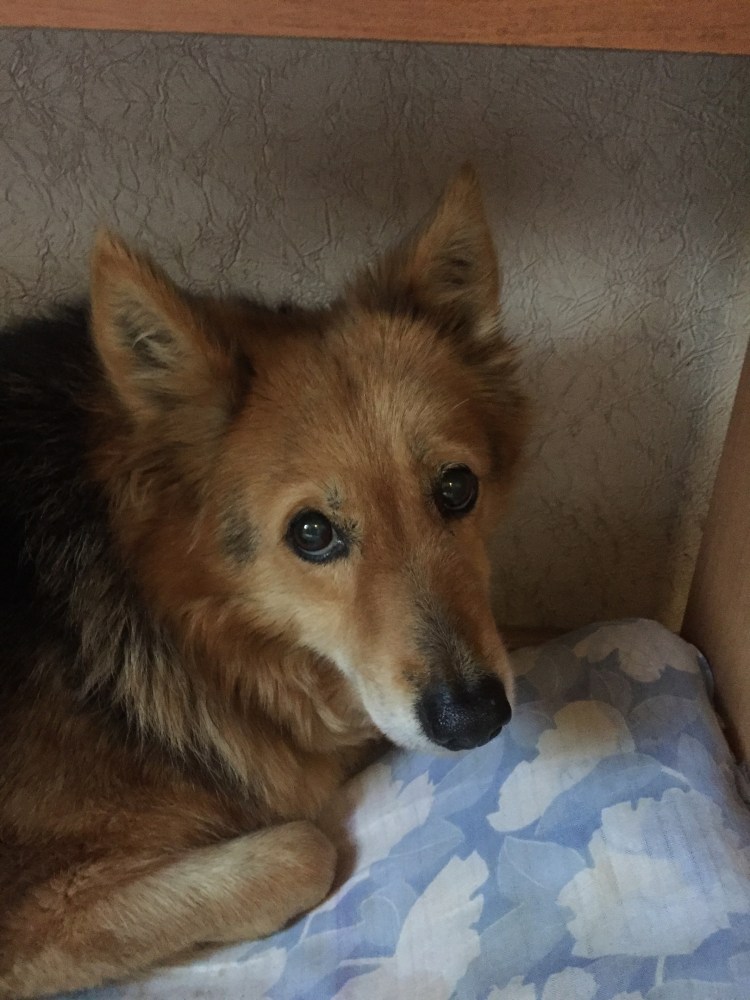 Дворняга овчарка рыжая