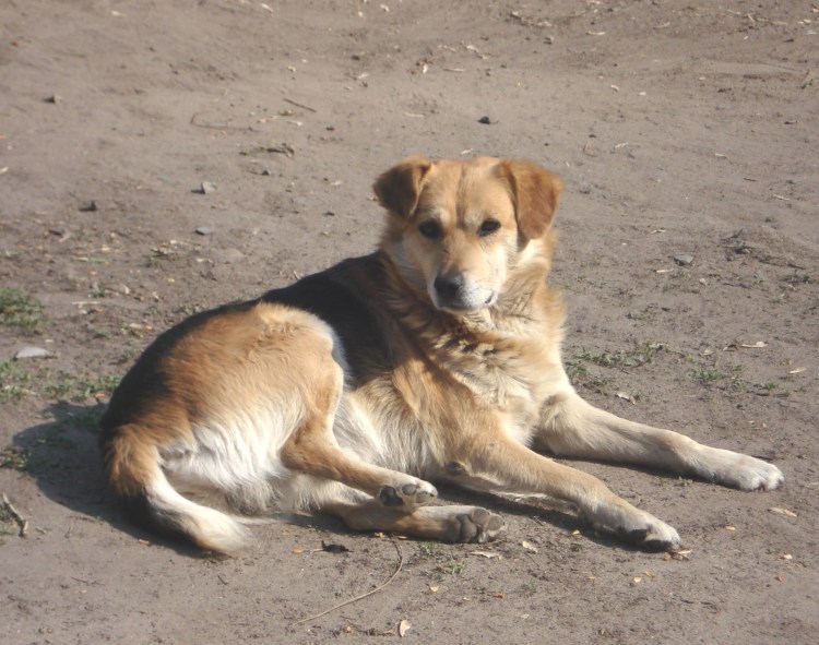 Рыжая дворняга Асадов