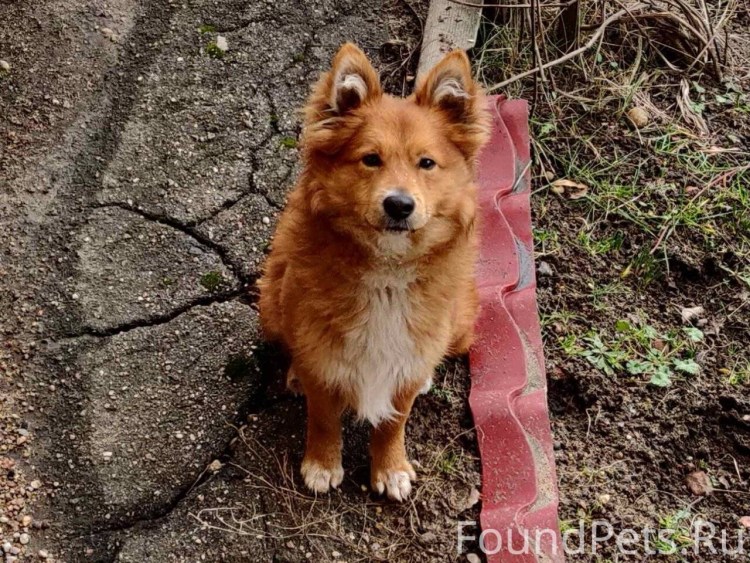 Маленькая рыжая дворняжка