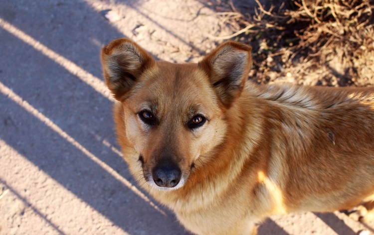 Эдуард Асадов о рыжей дворняге