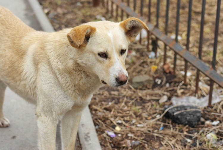 Щенок порода дворняжка белый