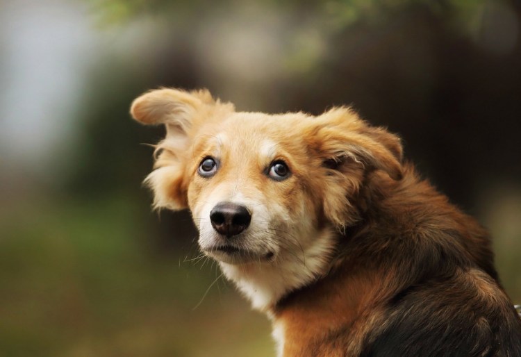 Собака убегает