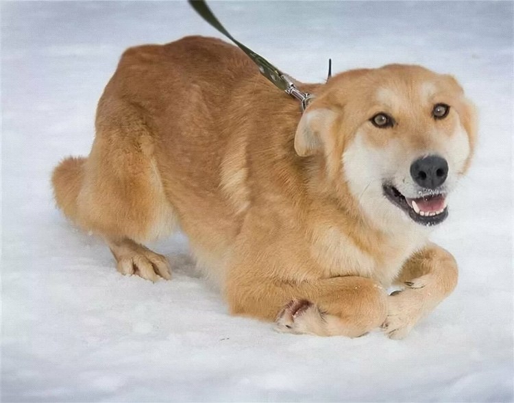 Собака рыжая породы дворняга