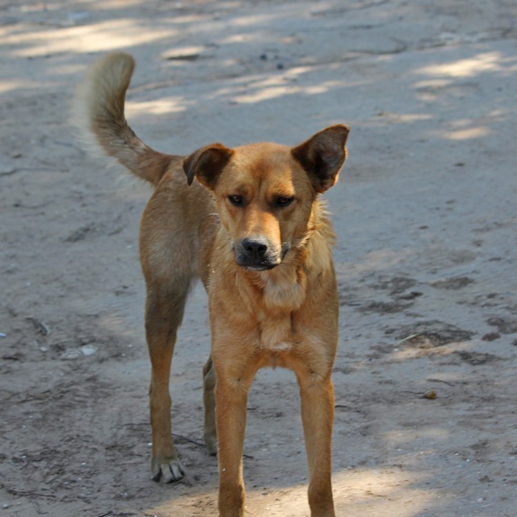 Собака дворняжка рыжая