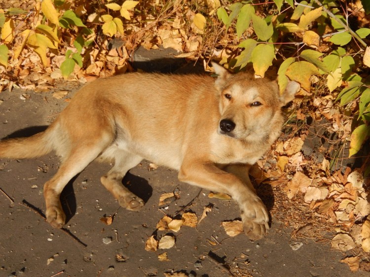 Собака дворняжка рыжая