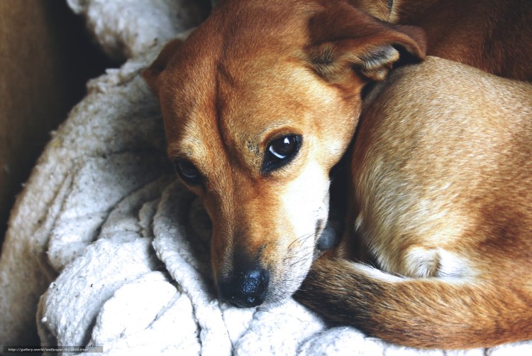 Рыжая дворняга