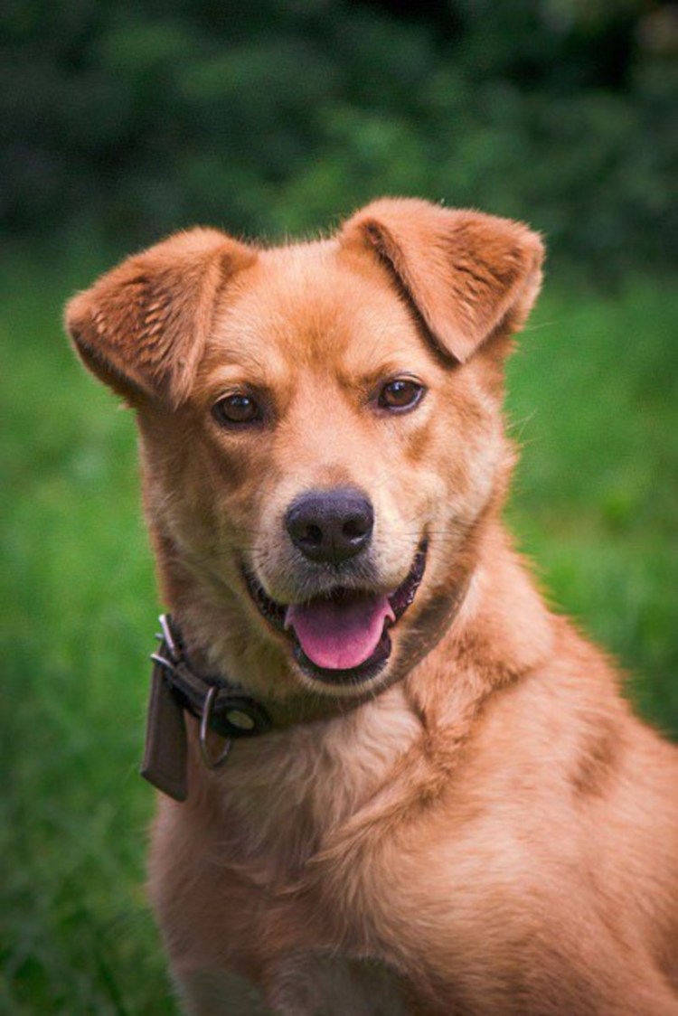 Рыжая собака порода дворняжка