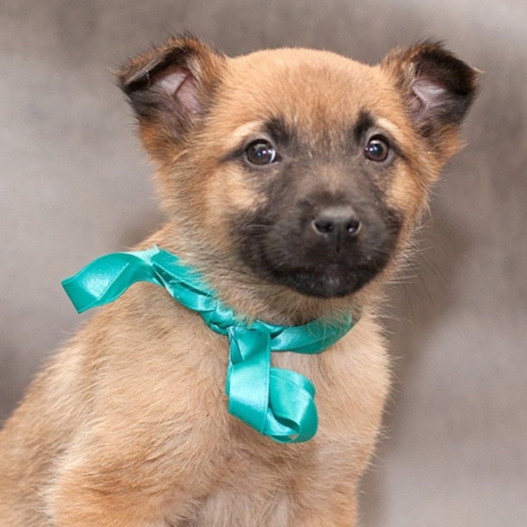 Рыжий щенок дворняжки