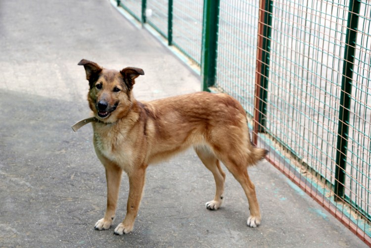 Алопекис Греческая дворняжка