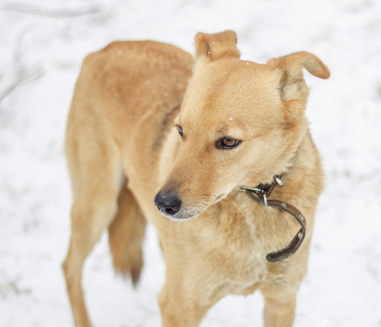 Собака дворняжка кремовая