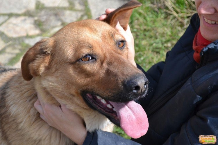 Рыжая дворняга