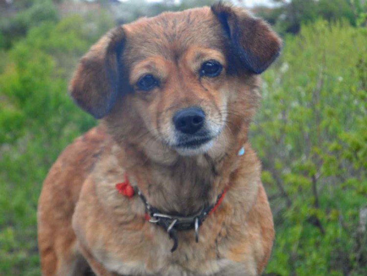 Милая морда собаки