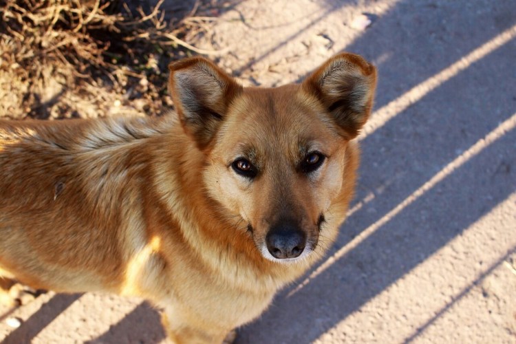 Собака дворняжка рыжая