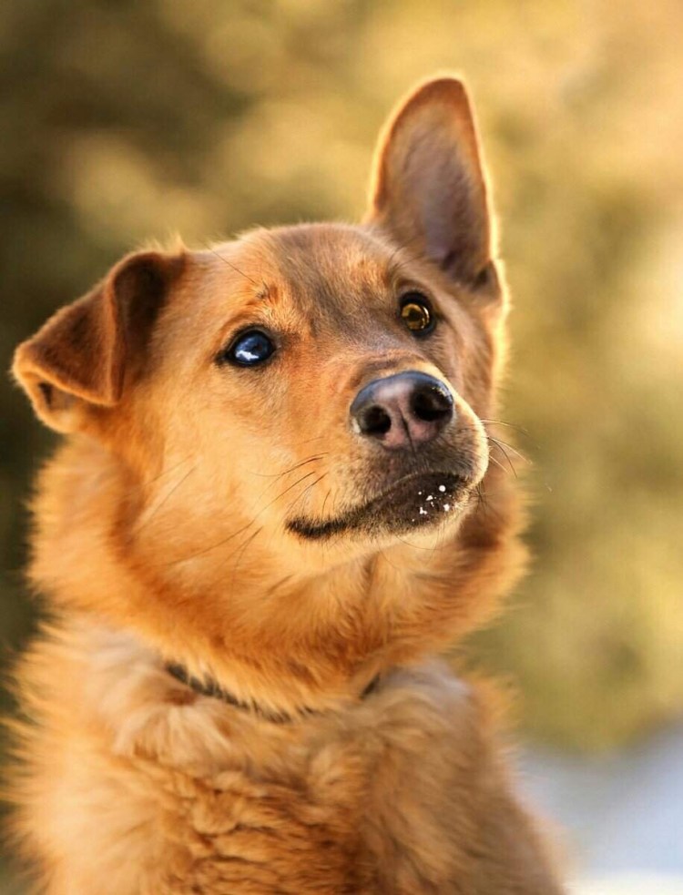 Собака дворняжка рыжая