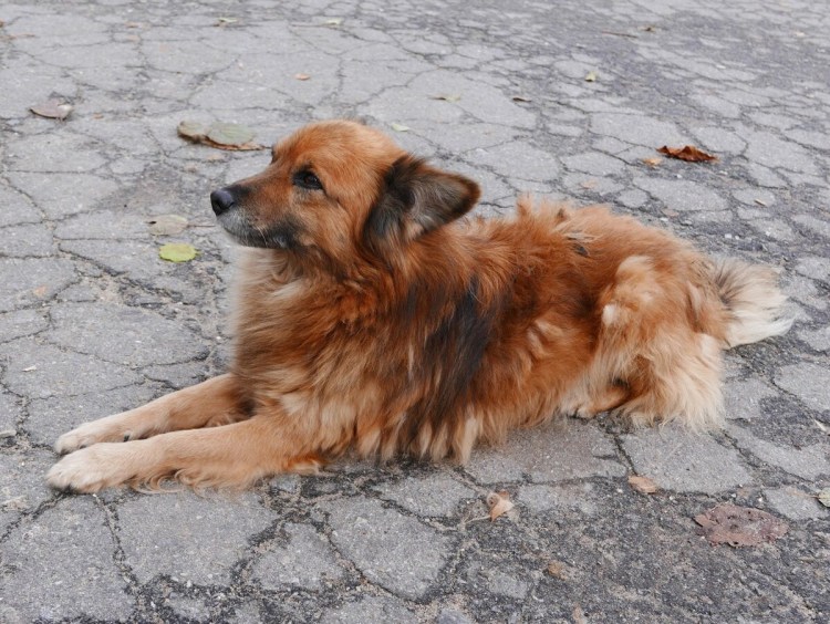 Собака дворняжка рыжая