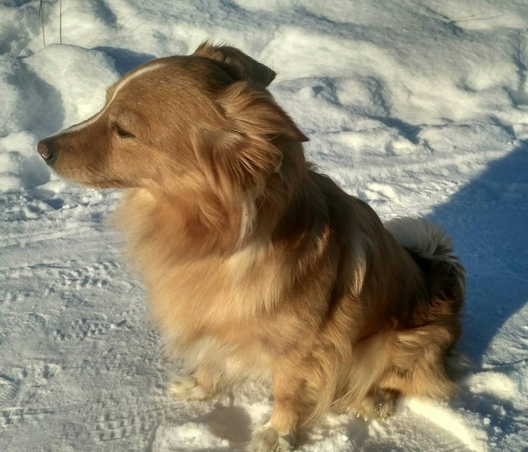 Длинношерстная дворняга рыжая