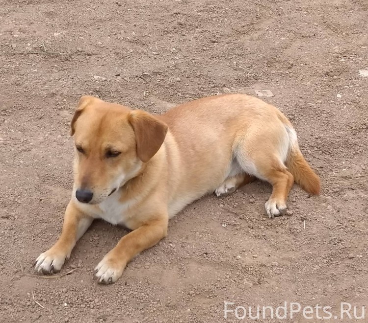 Метис лабрадора и дворняги рыжий