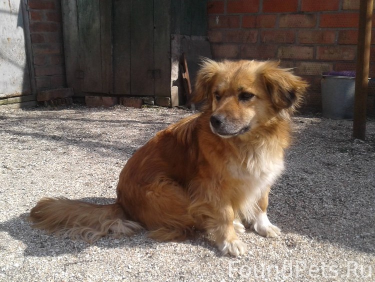 Маленькая рыжая собачка дворняжка