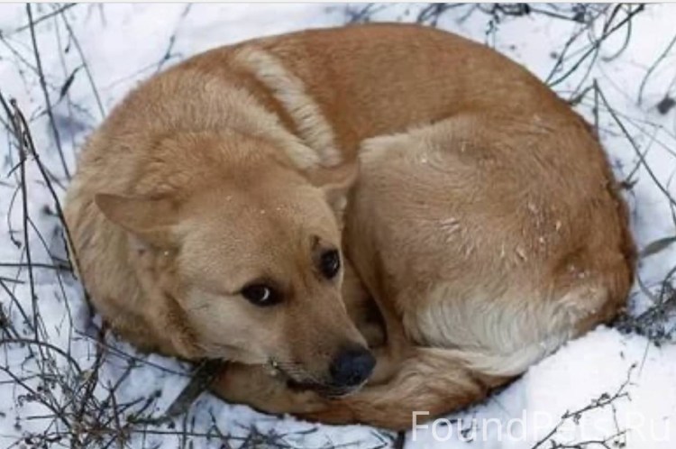 Собака дворняжка рыжая