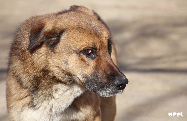 Беспородная собака дворняга