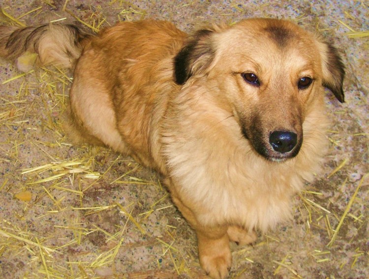 Собака породы дворняга дворняжка