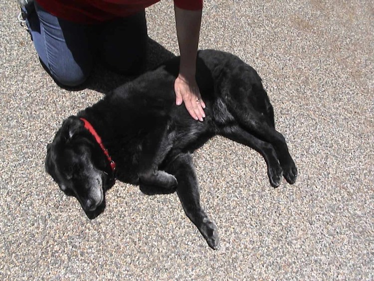 3 Веко у французского бульдога