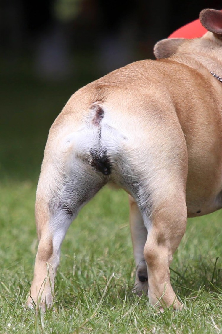 Аллергия у собак от блох