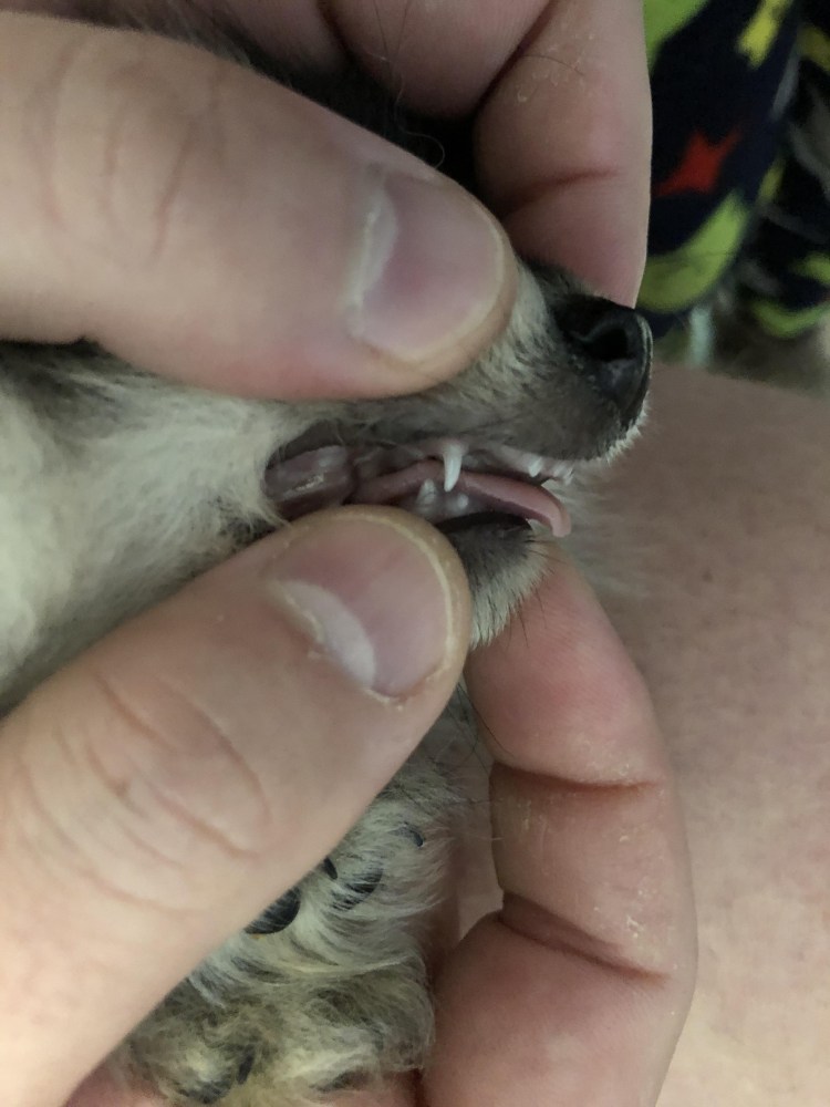 Собаки нюхают под хвостом