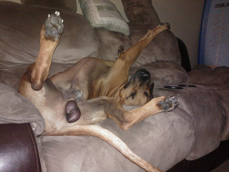 Маленькие собачьи яйца