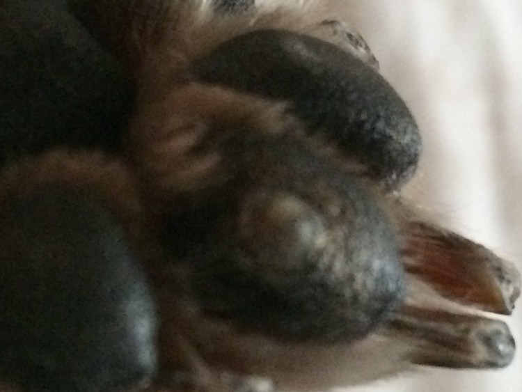 Стригущий лишай у овчарки