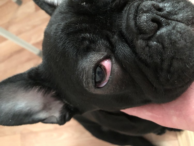 Лабрадор в горах