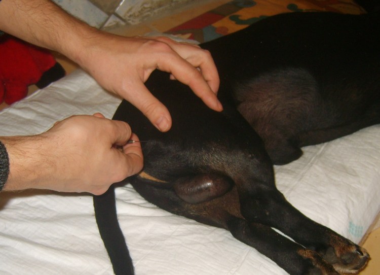 Прибылых (рудиментарных) пальцев