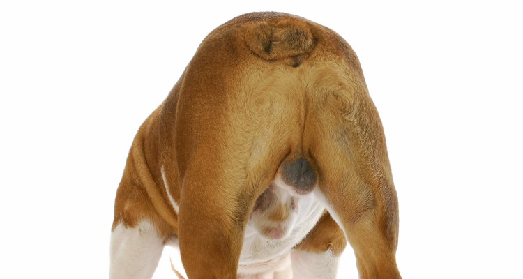 Черный лабрадор вблизи сбоку