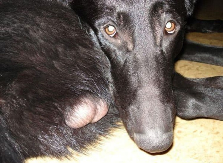 Собака с большими яйцами