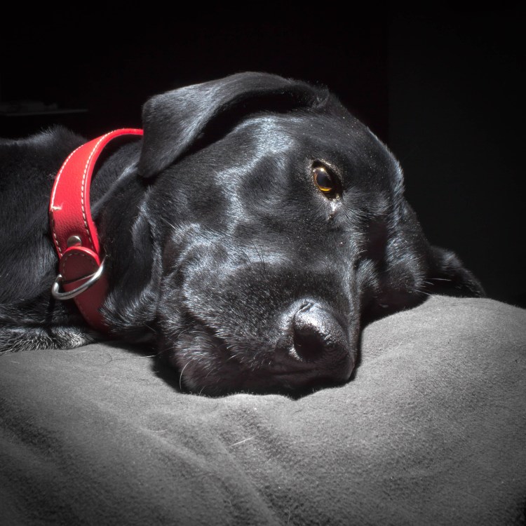 Малассезионный лишай у собаки