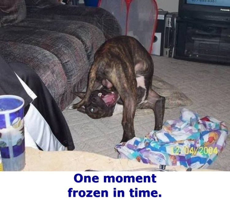 Токсокароз у собак щенки