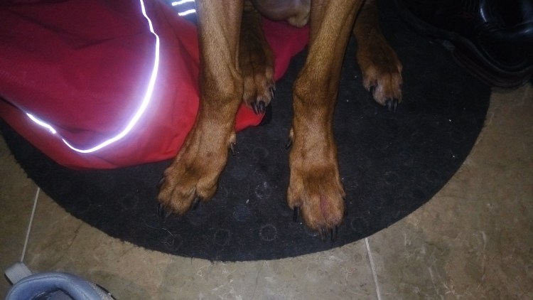 Блошиный аллергический дерматит