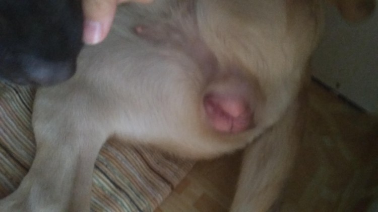 Немецкая овчарка Дагмер