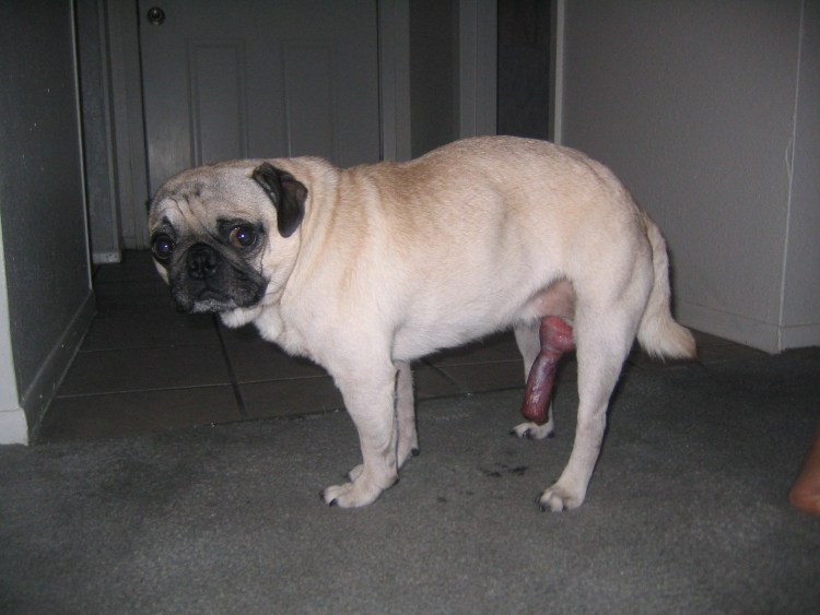 Много клещей на животном