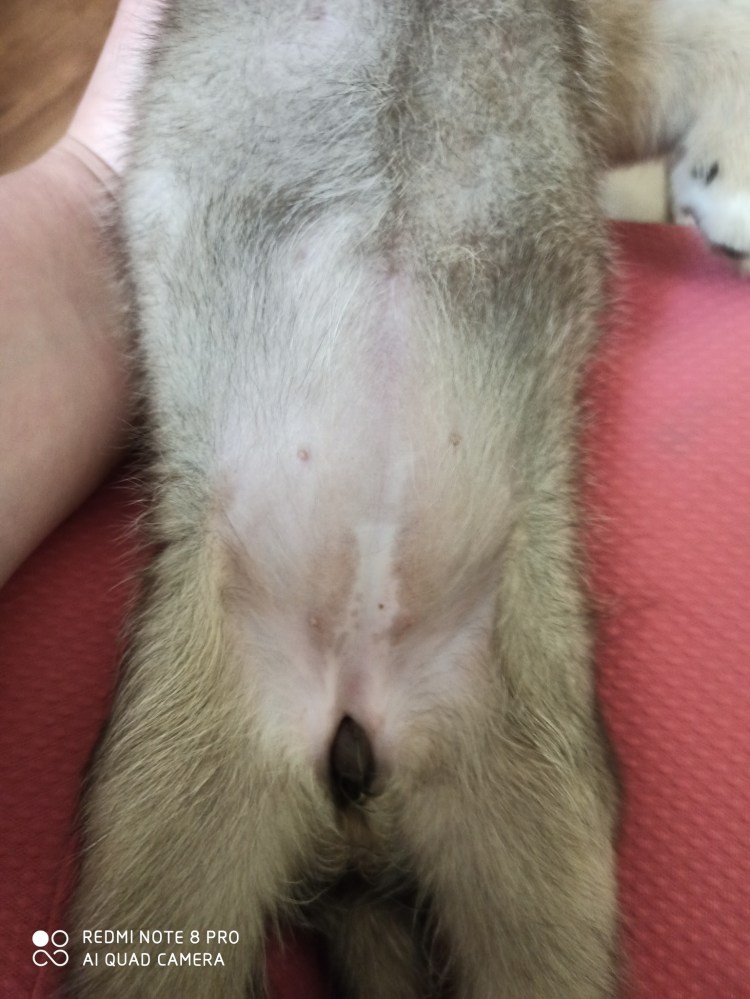 Температура у собак