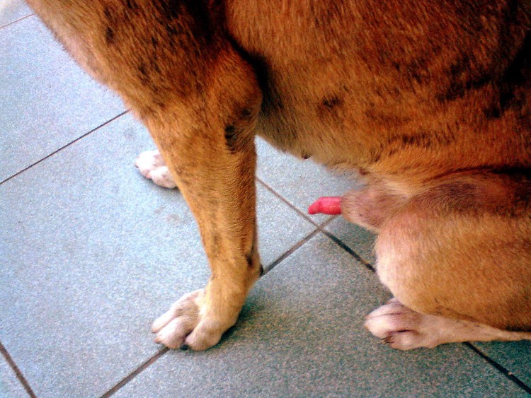 Хвостик МОПСА