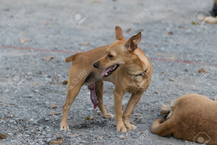 Блохи власоеды у кошек