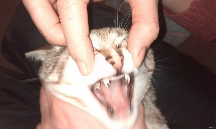 Кошачьи царапки