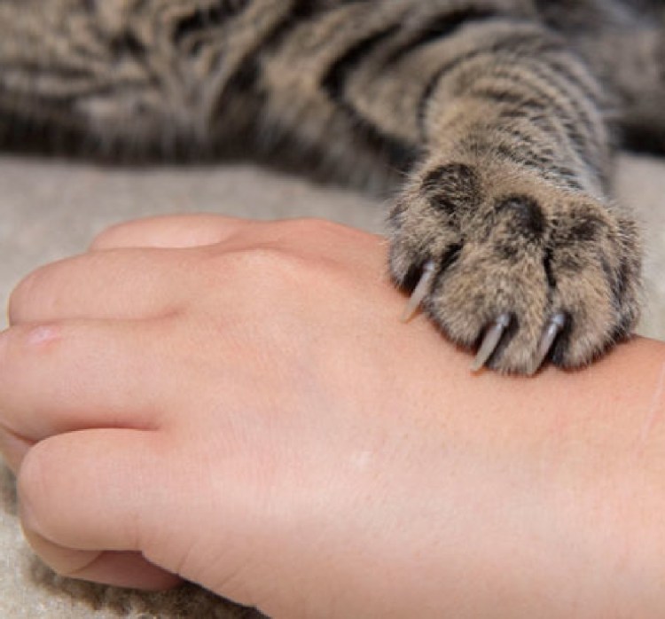 Кусачая кошка