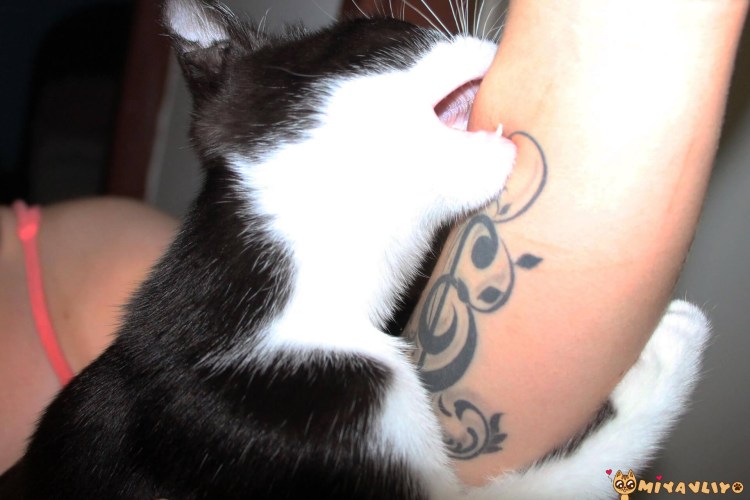 Кусачий рыжий кот